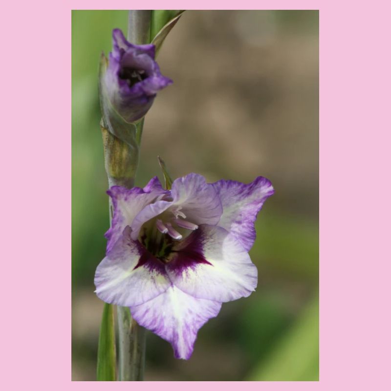 Gladiolus – starch in bloom