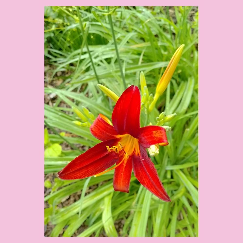 LYS DE FEU