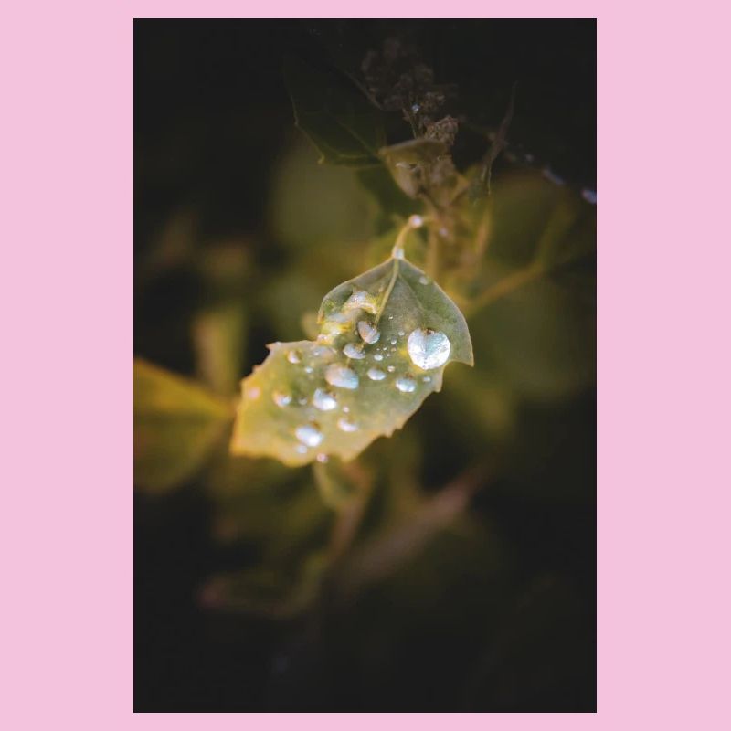 Blatt-Wassertropfen