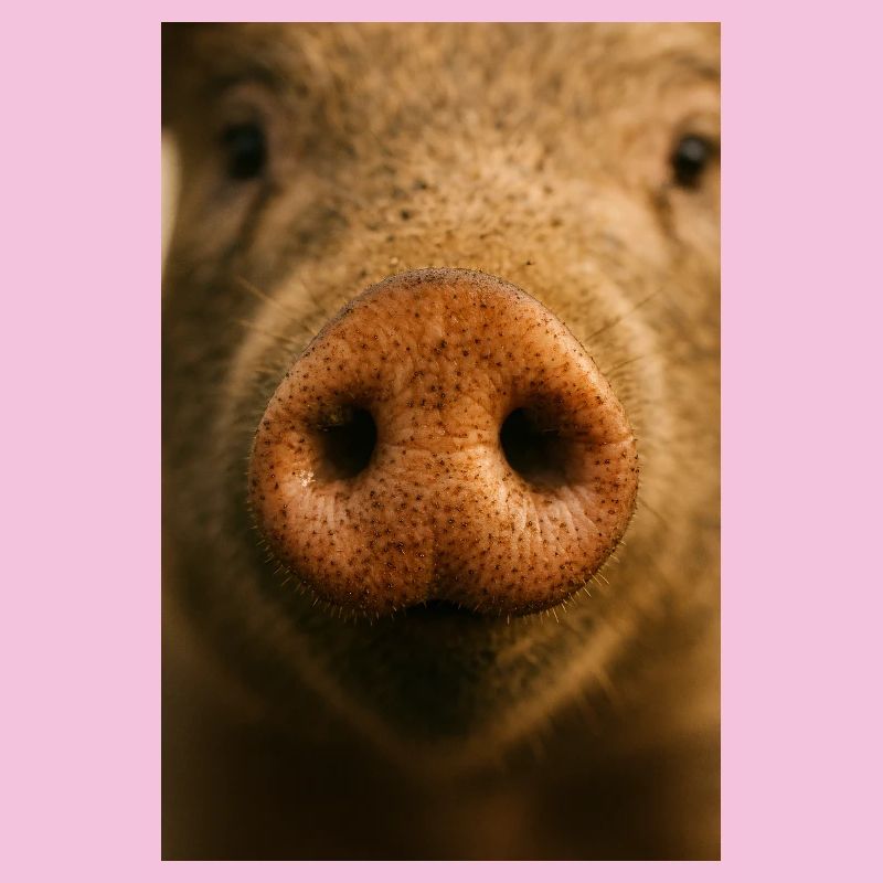 Gros plan chaleureux du museau de cochon