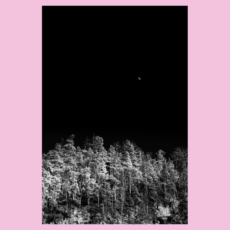 Night forest in monochromatic tones