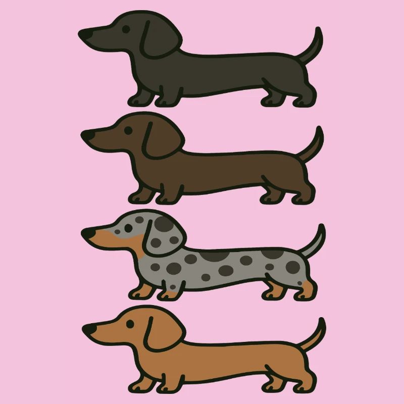 Variations de couleur de Teckel mignons