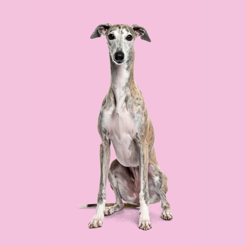 Greyhound – pure elegance, speed and grace!