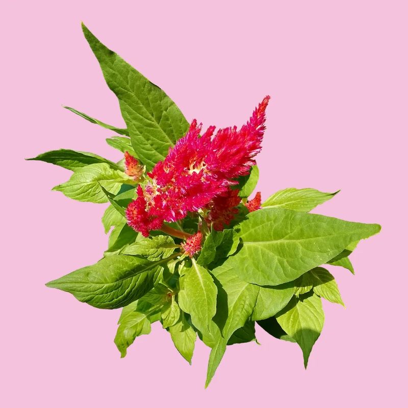 ROTE CELOSIA