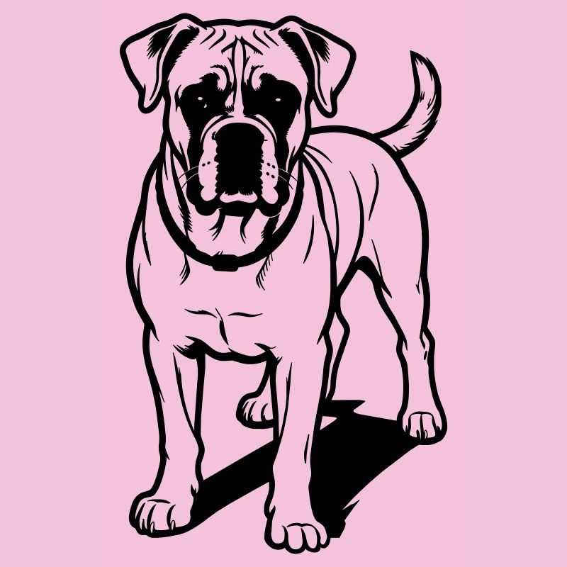 Boxer dog