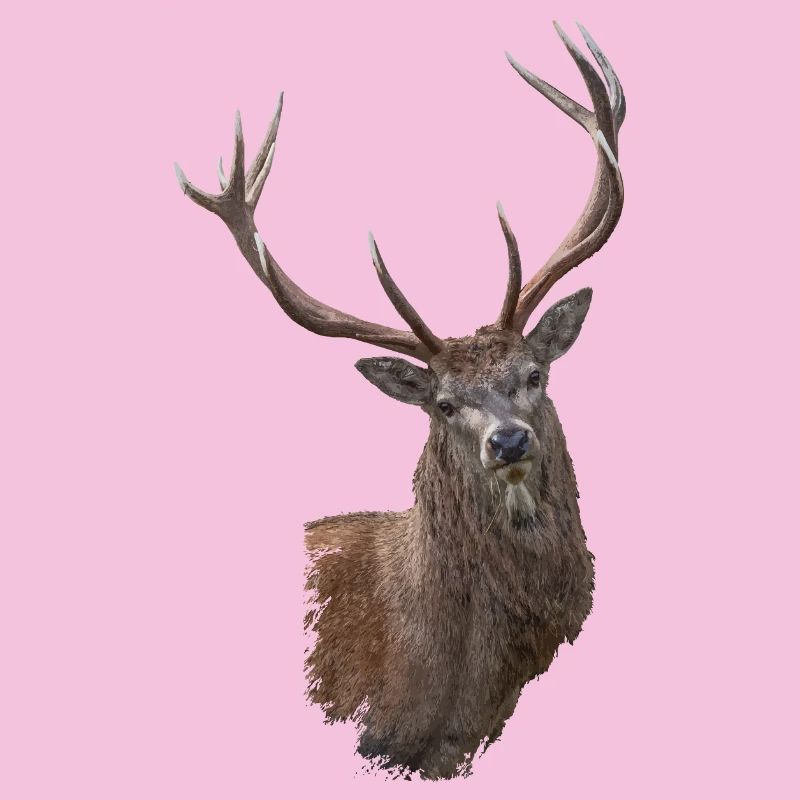 Hirsch