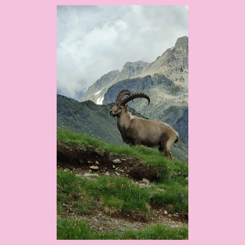 Steinbock