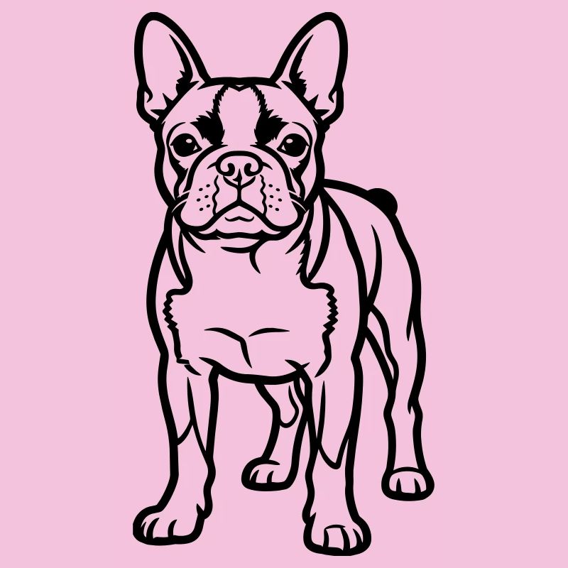 Boston Terrier