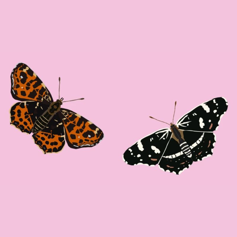 Schmetterlinge: Das Landkärtchen