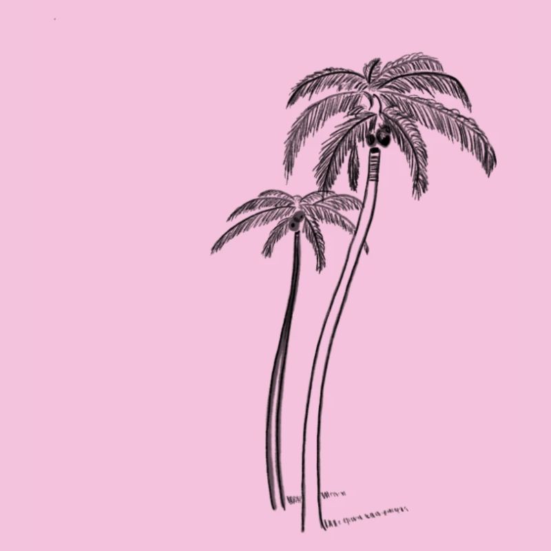 Palm trees with coconut