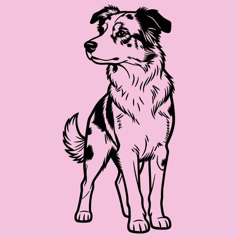 Australischer Schäferhund