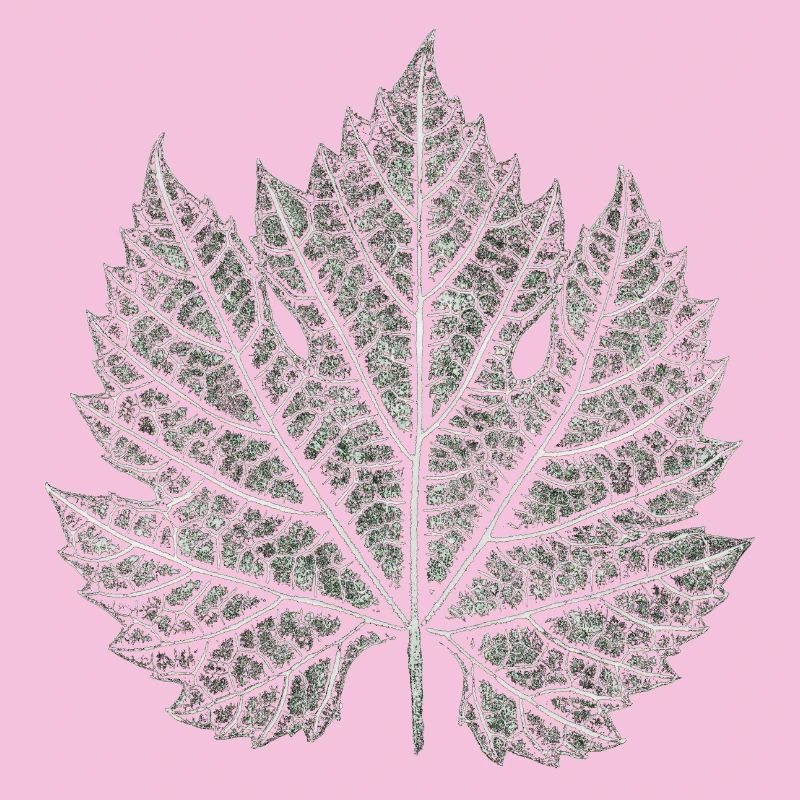 Feuille de vigne / Feuille graphique Nature