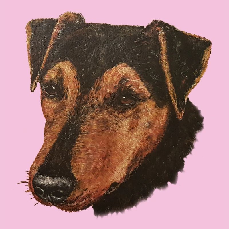Jagdterrier Portrait