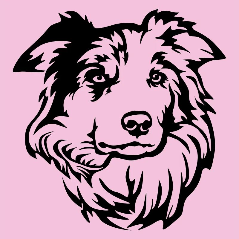 Tête de Border Collie