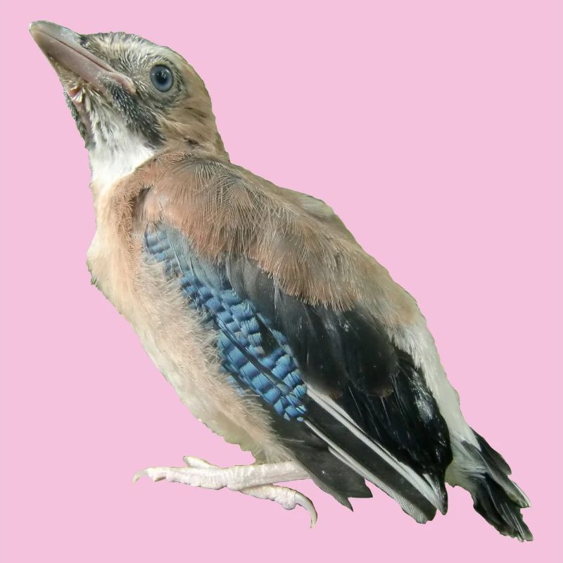 Jay Young Bird