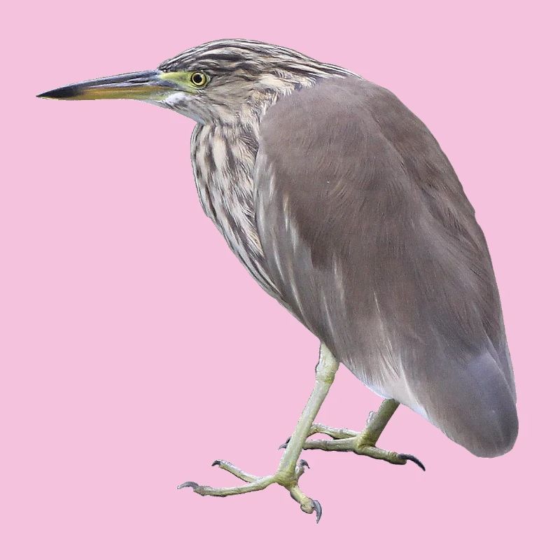 Bacchus Heron