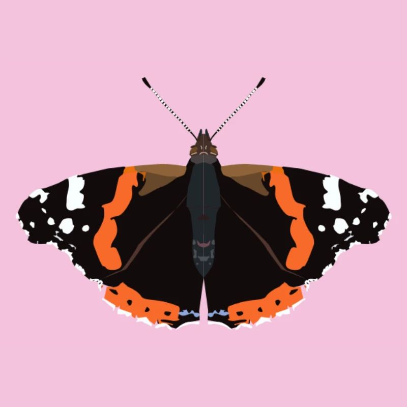 Papillons : L’Amiral