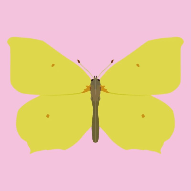 Papillons : Le papillon citron