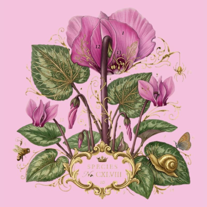 pink blossoms botanical blossoms alpine violets