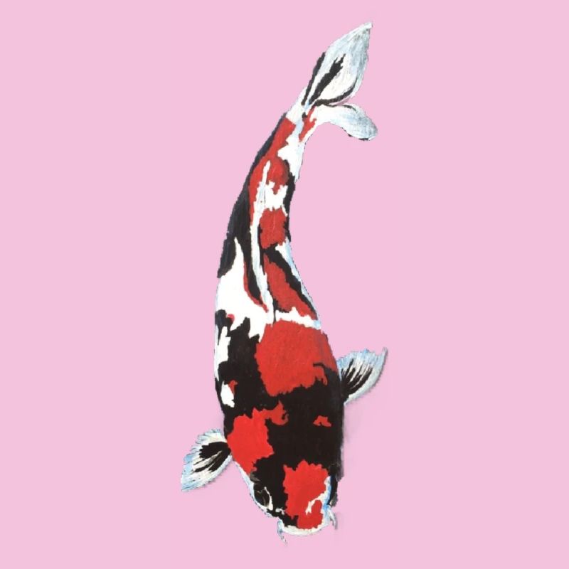 Koi Carp Splash: Red White Black