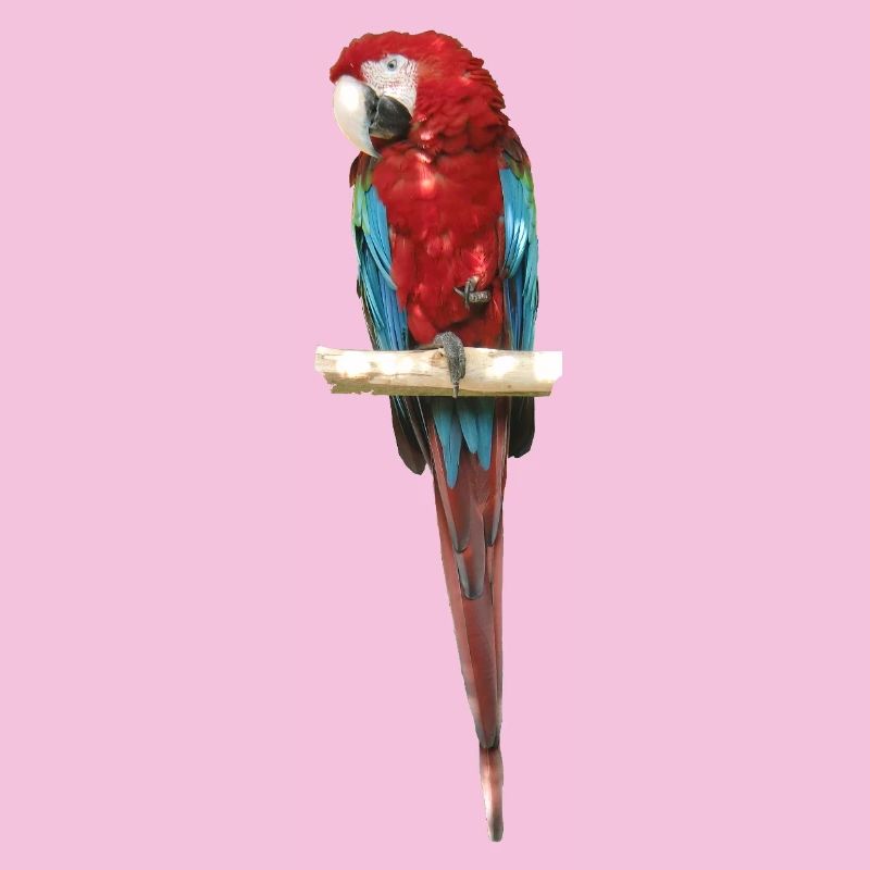 Ara