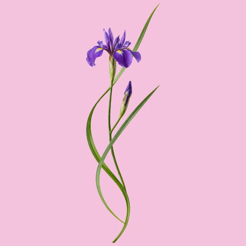 Iris dans le style zen japonais