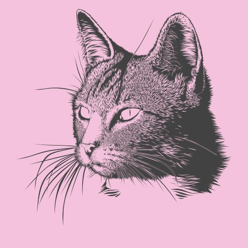 Katze