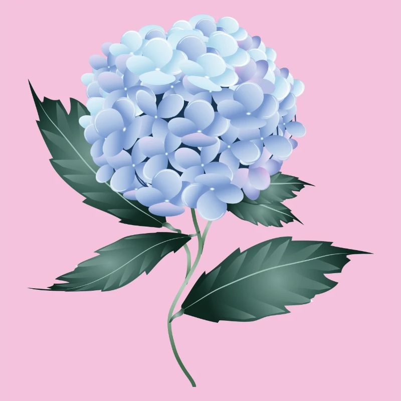 A delicate blue hydrangea - Fascinating flower