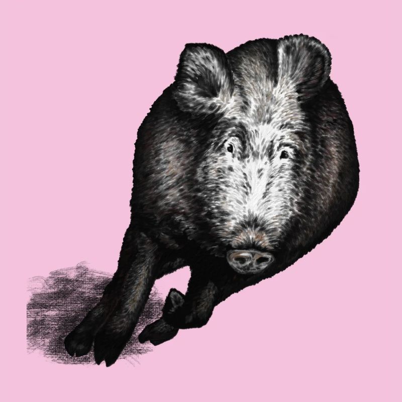 Wild boar galloping