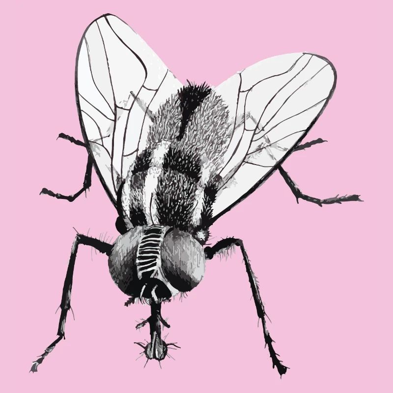 Schwarze Fliege