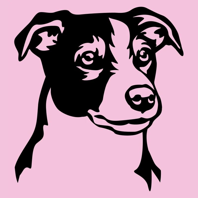Tête de Jack Russell Terrier