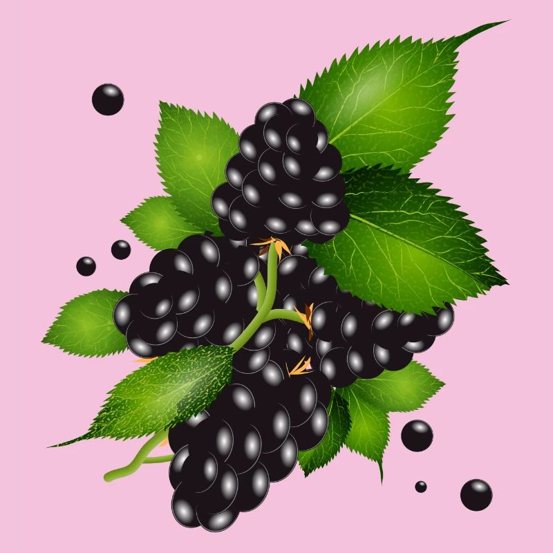 wunderschöne dunkelviolette Brombeeren mit Blätter