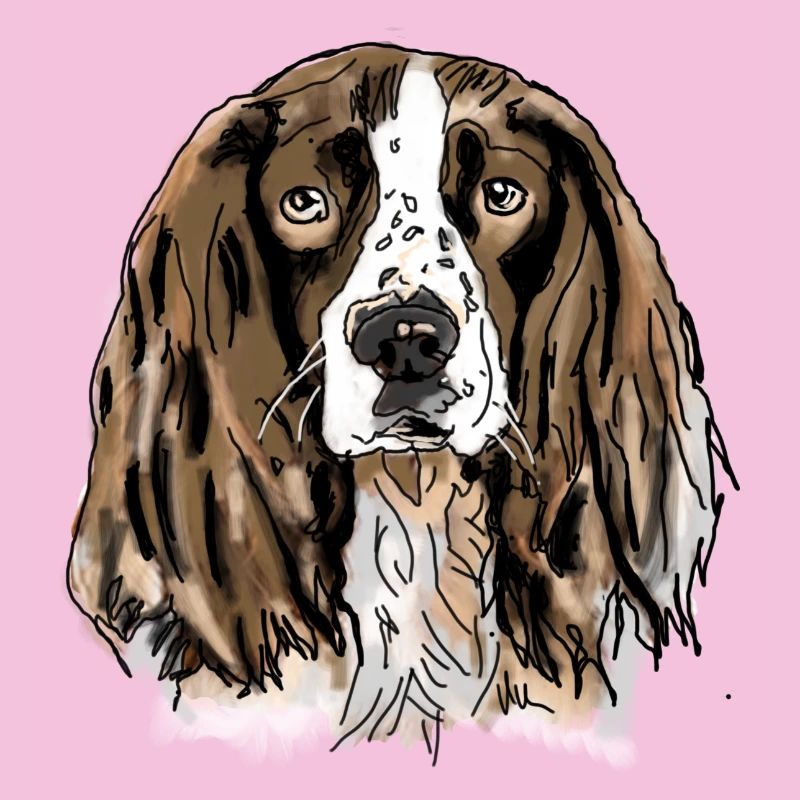 Spaniel