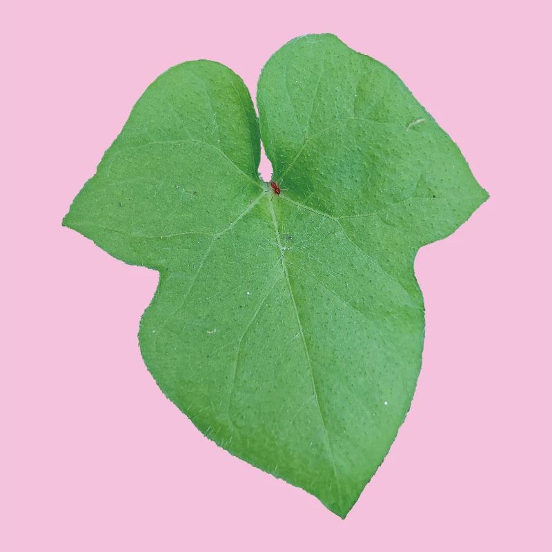 Green_Leaf_-_Tiny_Red_Spider