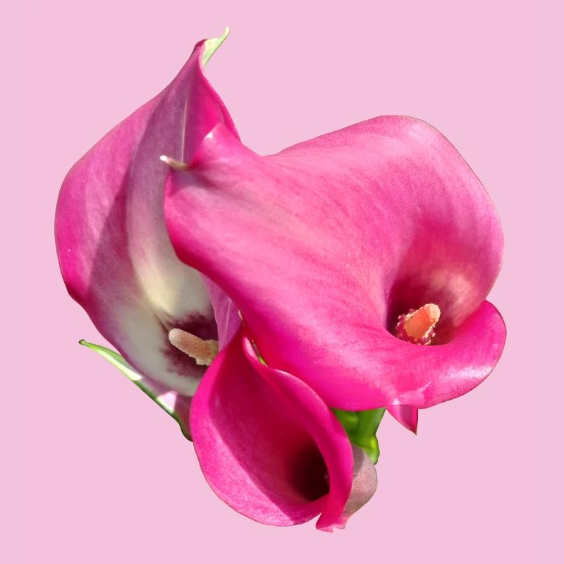 Trio de Fleurs Calla Roses