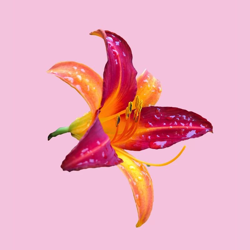 Hémérocalle tropicale - Fleur d’hémérocallis