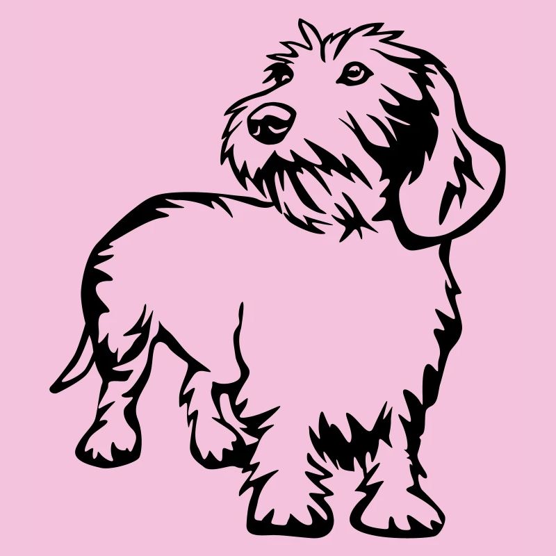 dachshund