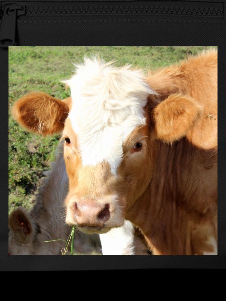 Cow Poster