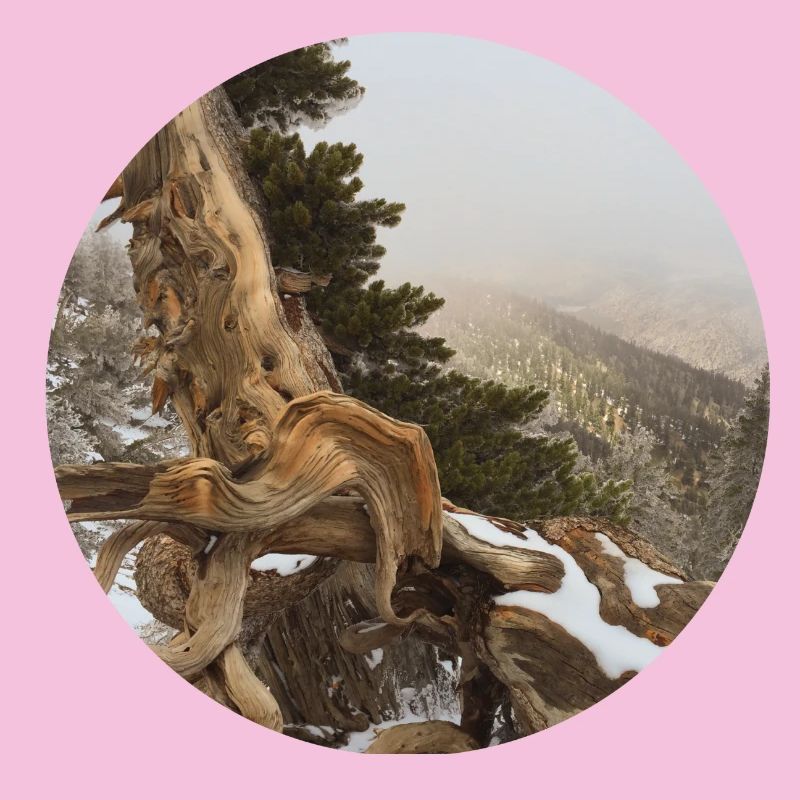 vieil arbre noueux sur le Pacific Crest Trail