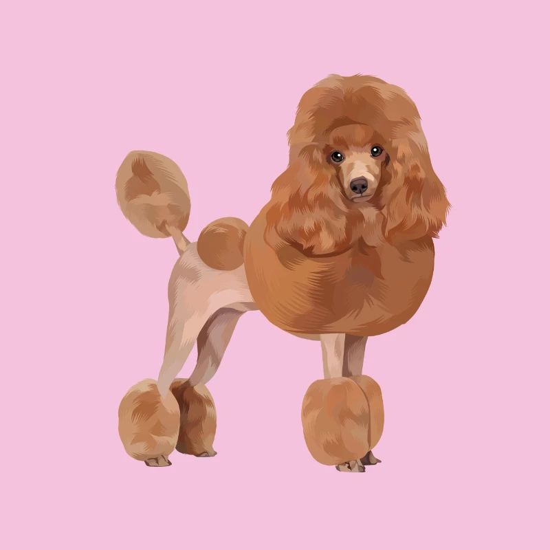 Standard Poodle Dog