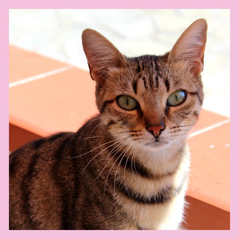 Chat chaton affiche chat carré affiche