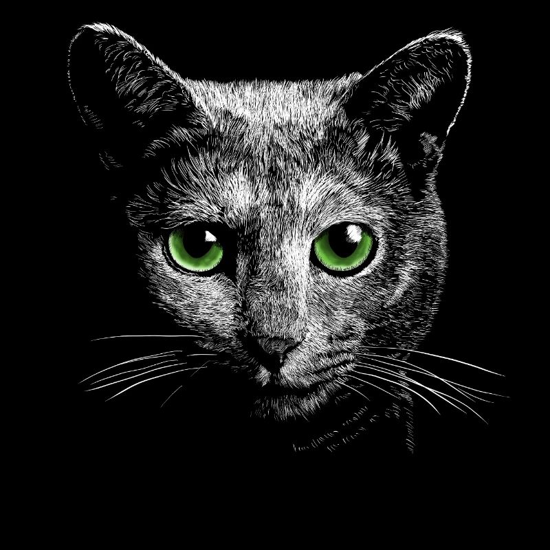 Katze