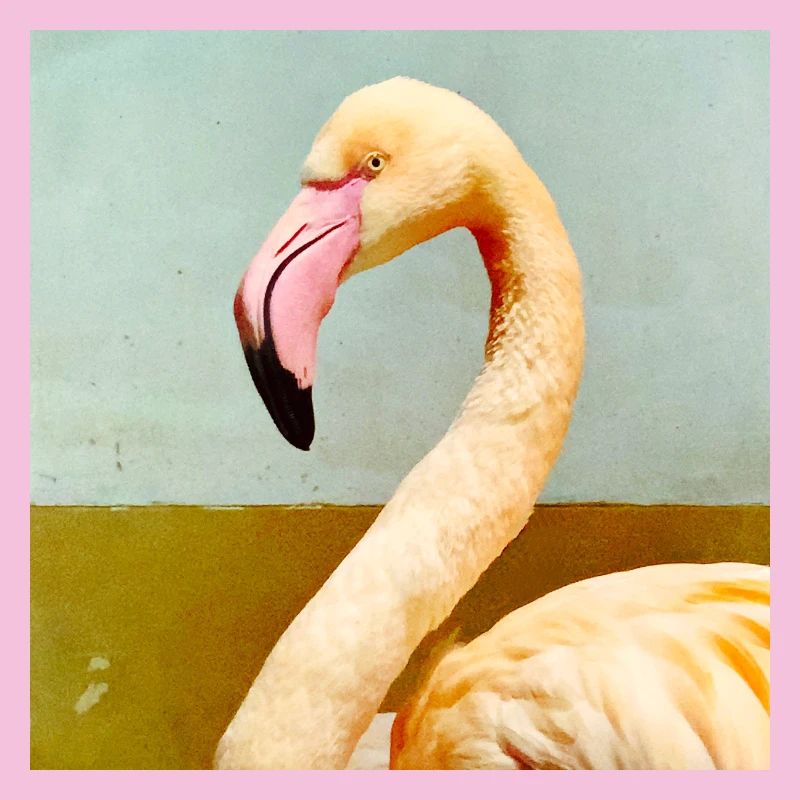 Flamant