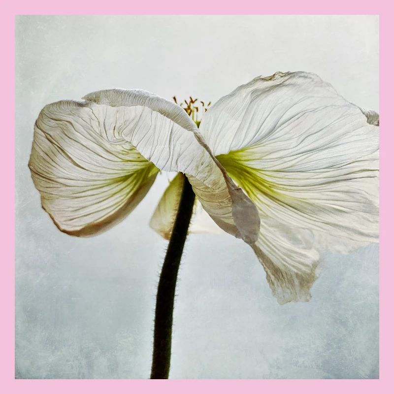 Fleur de pavot blanc