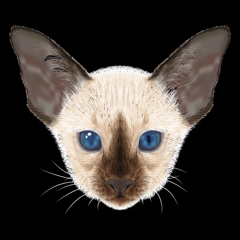 Siamese cat