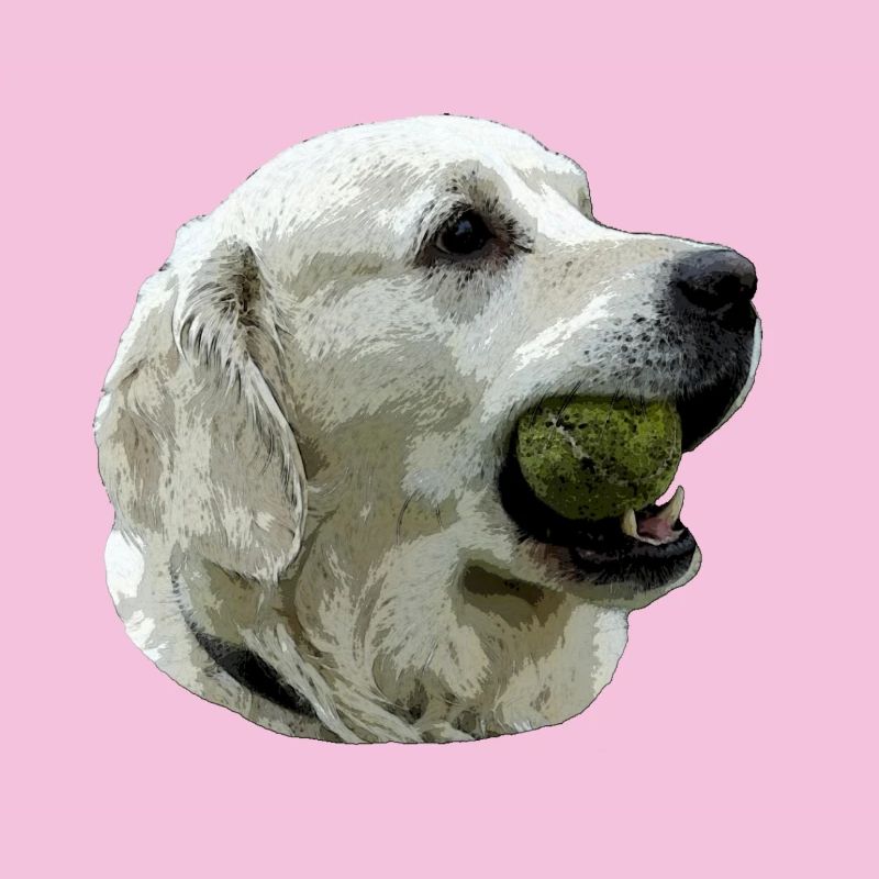 Labrador avec la bille