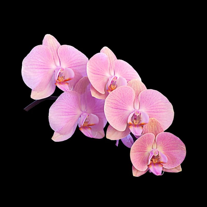orchidée rose isolé clipart