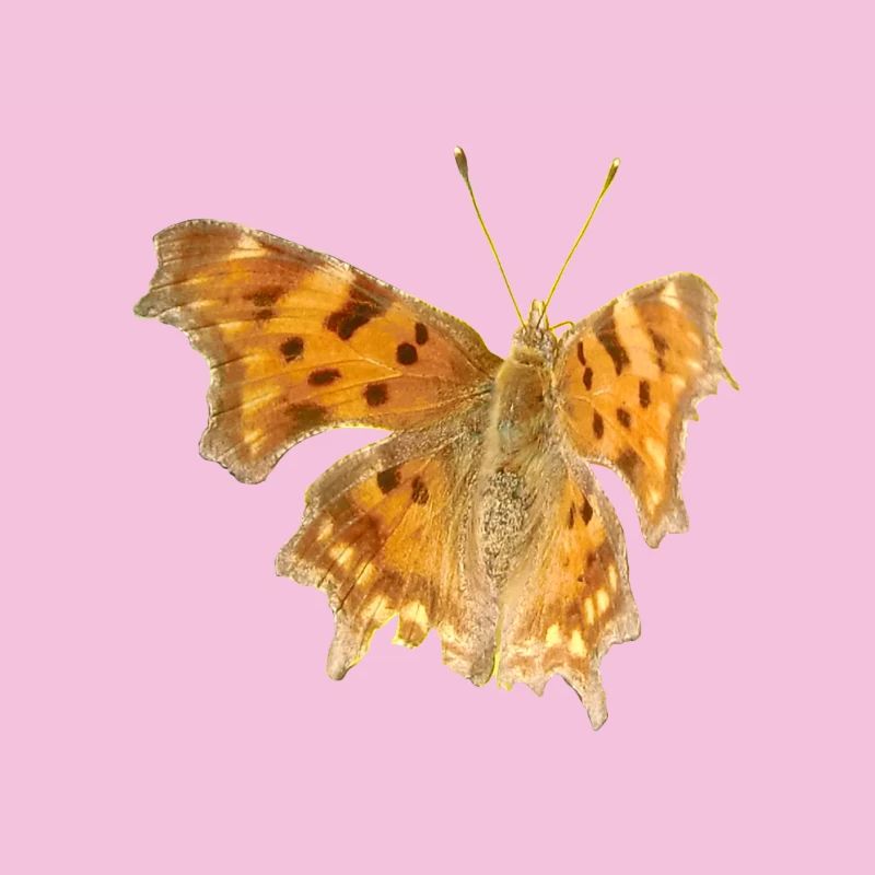 Butterfly C-Moth
