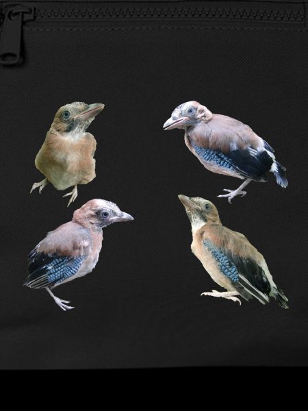 Jay Young Birds