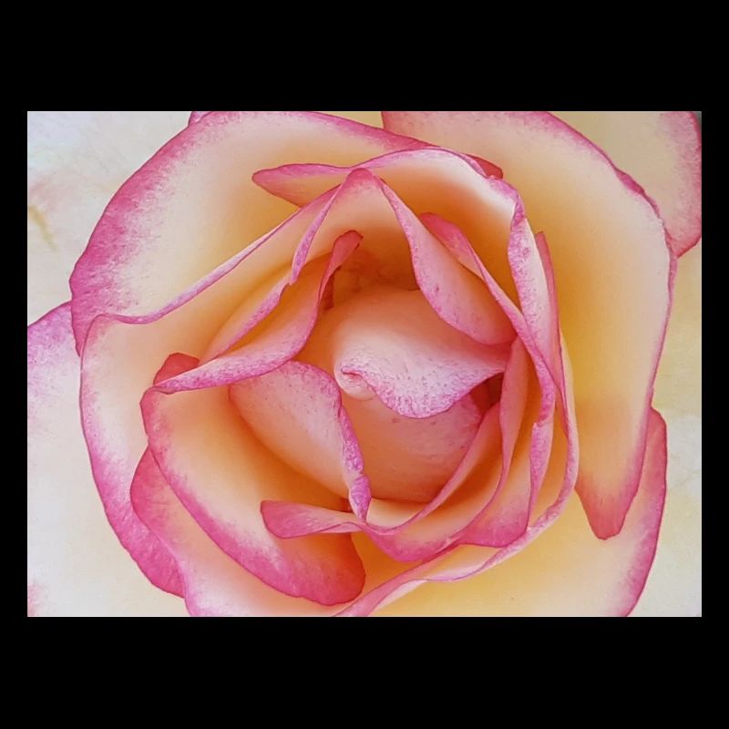 Fleur de rose rose pâle gros plan